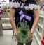 Orquídea Branca Dupla no Vidro